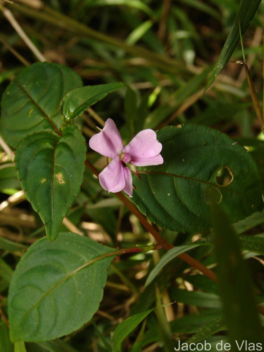 Impatiens leptopoda Arn.
